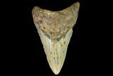Fossil Megalodon Tooth - North Carolina #109889-1